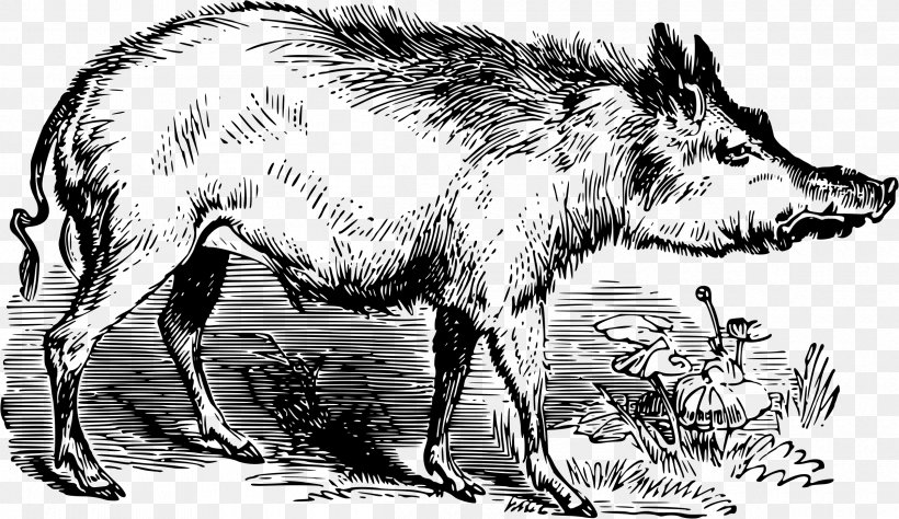 Wild Boar Boar Hunting Pig, PNG, 2400x1390px, Wild Boar, Anatomy, Black And White, Boar Hunting, Carnivoran Download Free