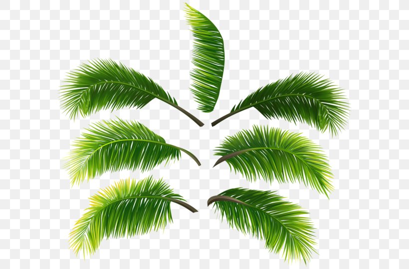 Asian Palmyra Palm Leaf Clip Art Palm Branch, PNG, 600x540px, Asian Palmyra Palm, Arecales, Art, Attalea Speciosa, Borassus Download Free