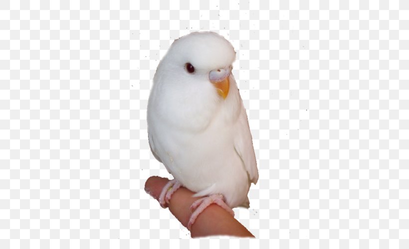 Budgerigar Cockatoo Lovebird Parakeet, PNG, 500x500px, Budgerigar, Beak, Bird, Cockatoo, Common Pet Parakeet Download Free