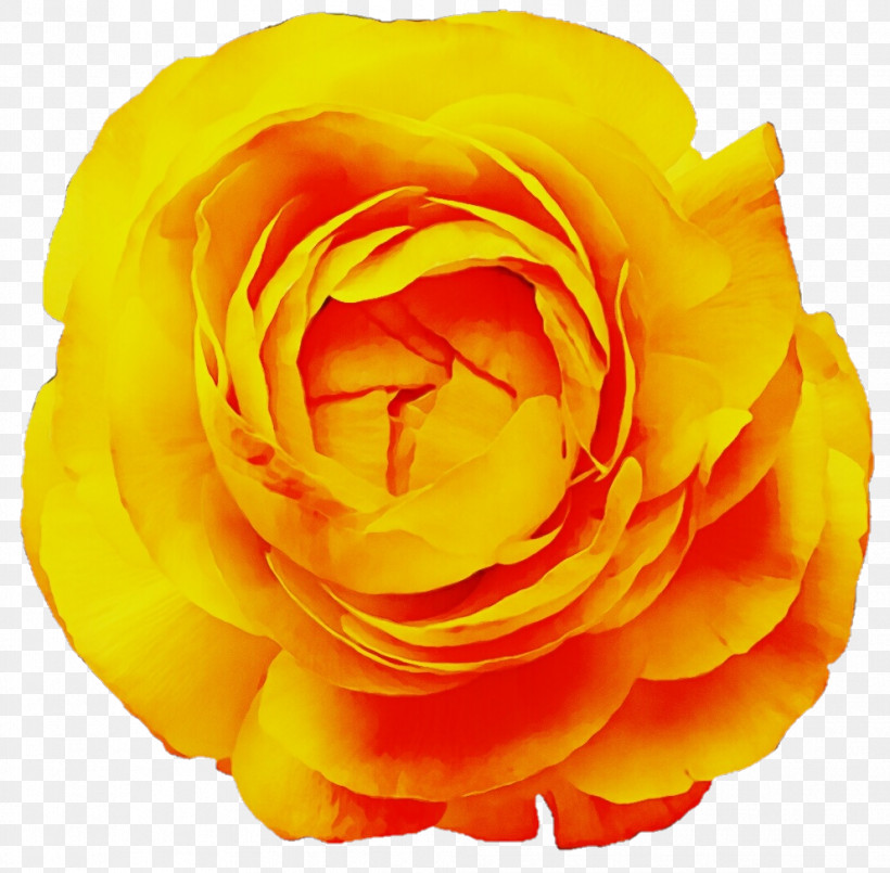 Garden Roses, PNG, 992x975px, Watercolor, Closeup, Computer, Cut Flowers, Floribunda Download Free