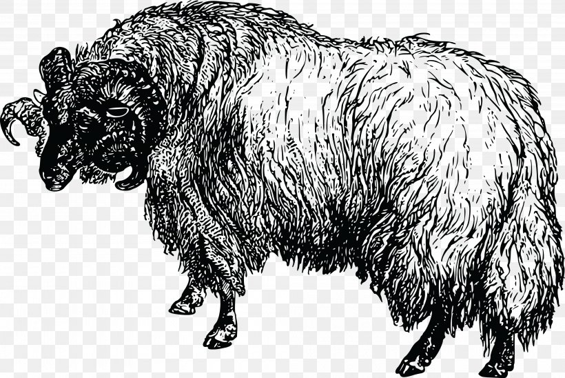 Merino Cattle Goat Clip Art, PNG, 4000x2677px, Merino, Bear, Black And White, Carnivoran, Cattle Download Free