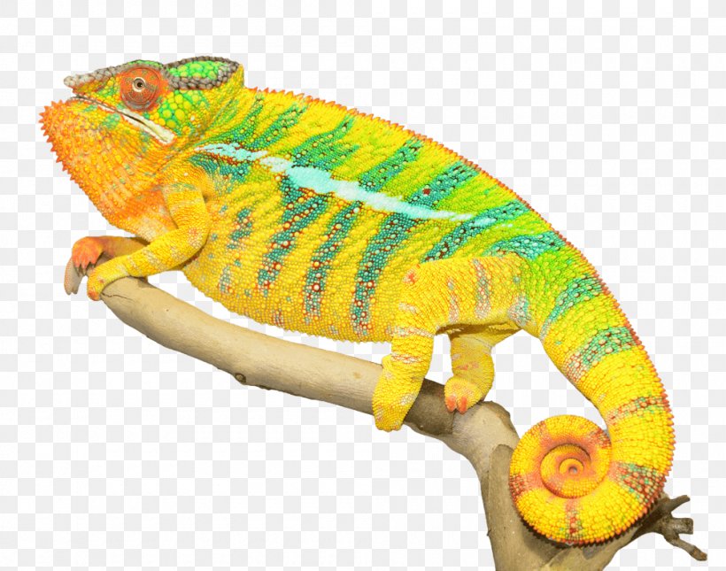 Chameleons Reptile Image Panther Chameleon, PNG, 1000x787px, Chameleons, Amphibian, Animal Figure, Chameleon, Common Chameleon Download Free