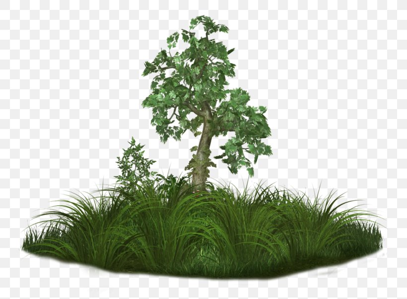 Tree Adobe Photoshop Clip Art Quran, PNG, 800x603px, Tree, Flowerpot, Grass, Herbaceous Plant, Houseplant Download Free
