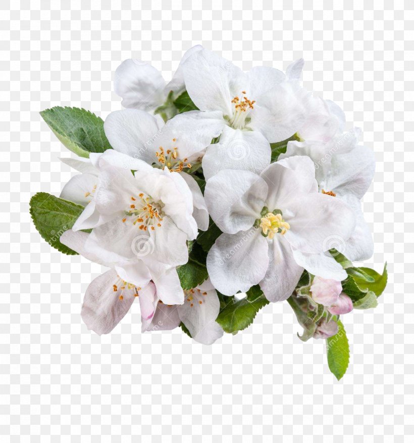 White Flower Apple, PNG, 1300x1390px, White, Apple, Blossom, Blue, Branch Download Free