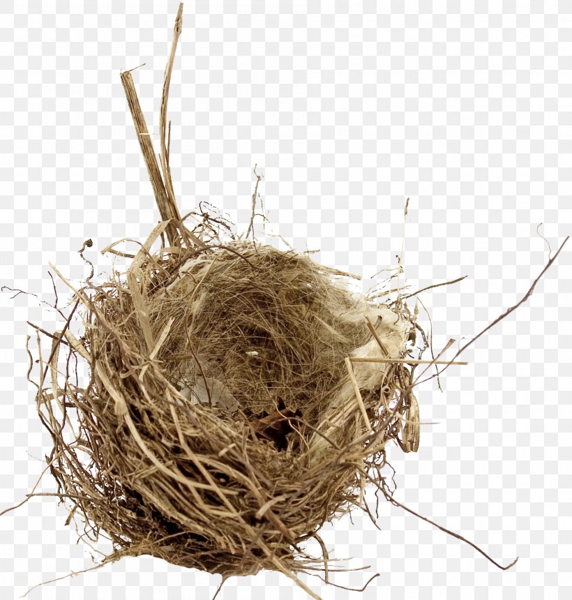 Bird Nest Bird Nest Empty Nest Syndrome Egg, PNG, 1890x1983px, Bird, Bird Nest, Child, Egg, Empty Nest Syndrome Download Free