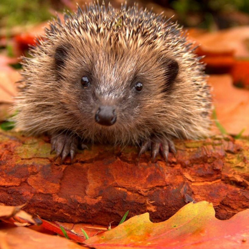 Hedgehogs In Your Garden? Wildlife Cuteness House Mouse, PNG, 1024x1025px, Hedgehog, Animal, Cuteness, Domesticated Hedgehog, Echidna Download Free