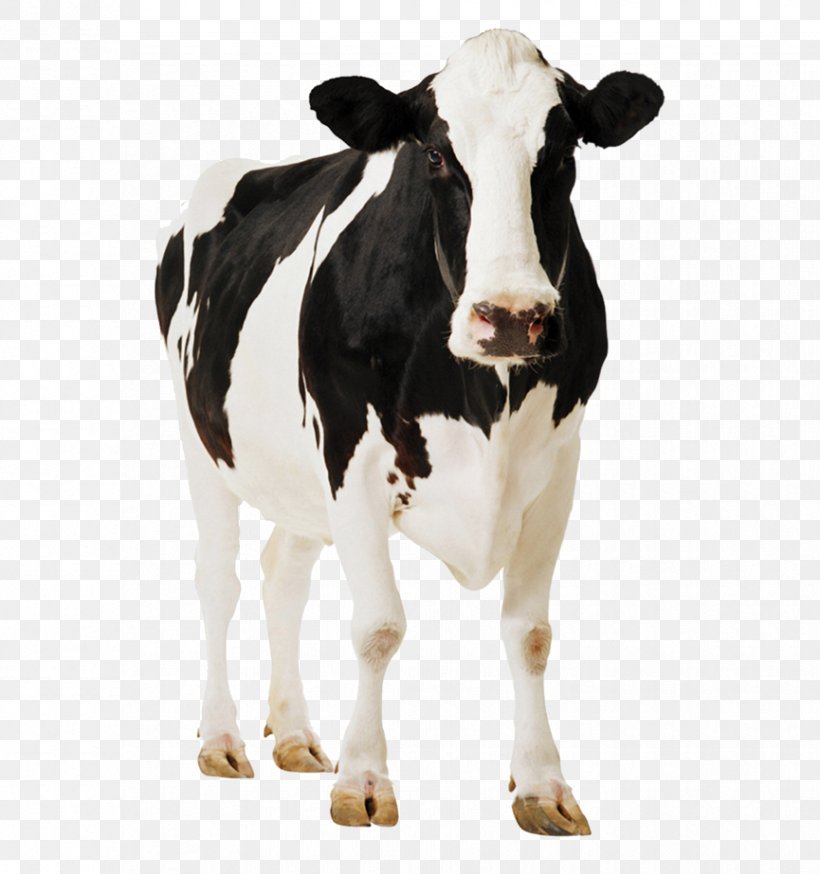 Holstein Friesian Cattle Gyr Cattle Milk Dairy Cattle, PNG, 865x923px, Holstein Friesian Cattle, Animal, Calf, Cattle, Cattle Like Mammal Download Free