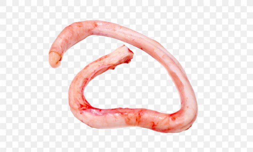 Worm Animal Source Foods Close-up Mouth, PNG, 845x510px, Worm, Animal Source Foods, Closeup, Food, Jaw Download Free