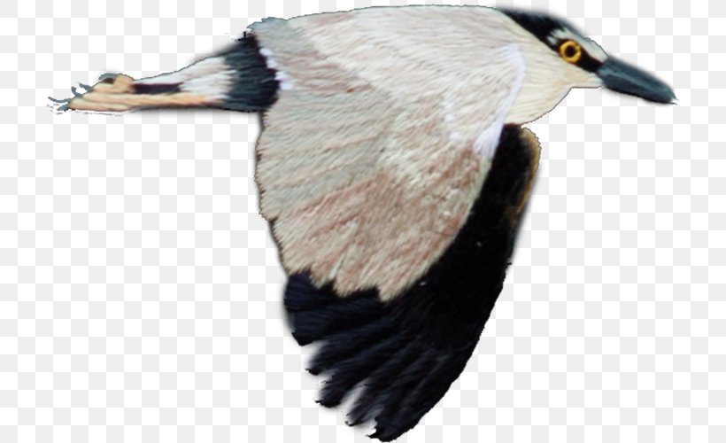 Bird Flight Feather, PNG, 716x500px, Bird, Beak, Duck, Ducks Geese And Swans, Fauna Download Free