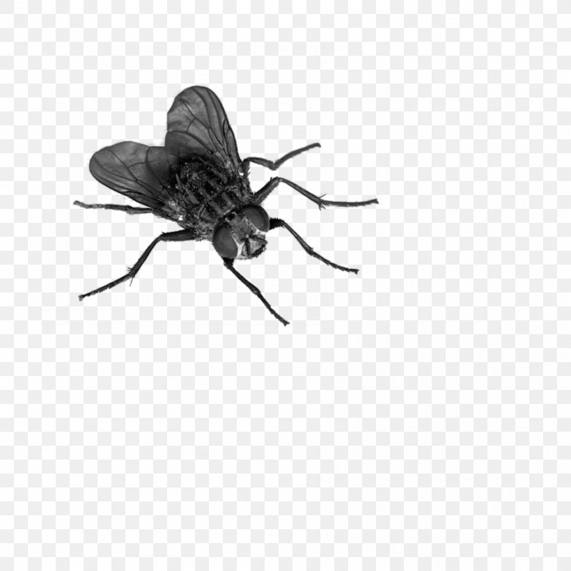 Fly Display Resolution, PNG, 894x894px, Fly, Arthropod, Black And White, Clipping Path, Display Resolution Download Free