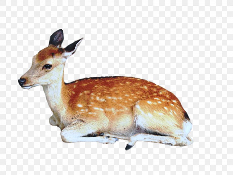 Roe Deer Moose Clip Art, PNG, 1600x1200px, Deer, Antelope, Fallow Deer, Fauna, Image File Formats Download Free