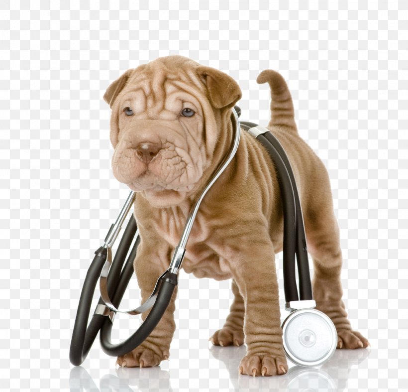 Shar Pei Puppy Veterinarian Pet Stethoscope, PNG, 1111x1067px, Shar Pei, American Kennel Club, Carnivoran, Companion Dog, Dog Download Free
