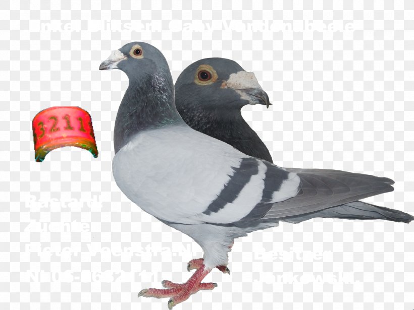 Stock Dove Rahden Fauna Blood Gold, PNG, 1820x1365px, Stock Dove, Beak, Bird, Blood, Fauna Download Free