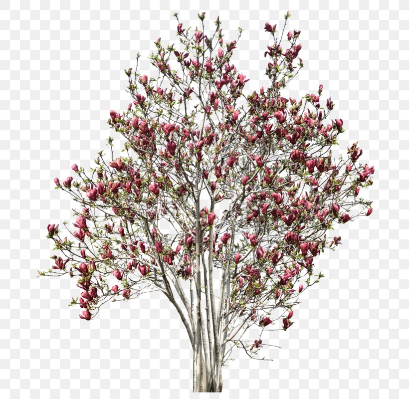 Tree Twig Shrub Clip Art, PNG, 716x800px, Tree, Blossom, Branch, Cherry Blossom, Cut Flowers Download Free
