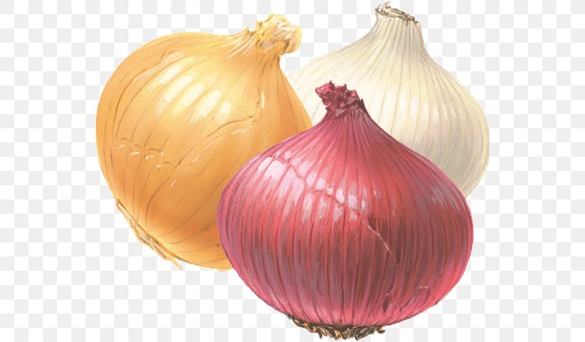 White Onion Yellow Onion Red Onion Fried Onion, PNG, 553x480px, White Onion, Cheesesteak, Cooking, Dicing, Food Download Free