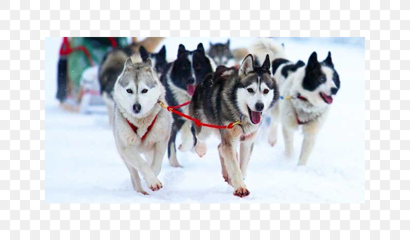 Jackson Lake Placid Samoëns Hotel Winter, PNG, 640x480px, Jackson, Accommodation, Alaskan Klee Kai, Alaskan Malamute, Canadian Eskimo Dog Download Free