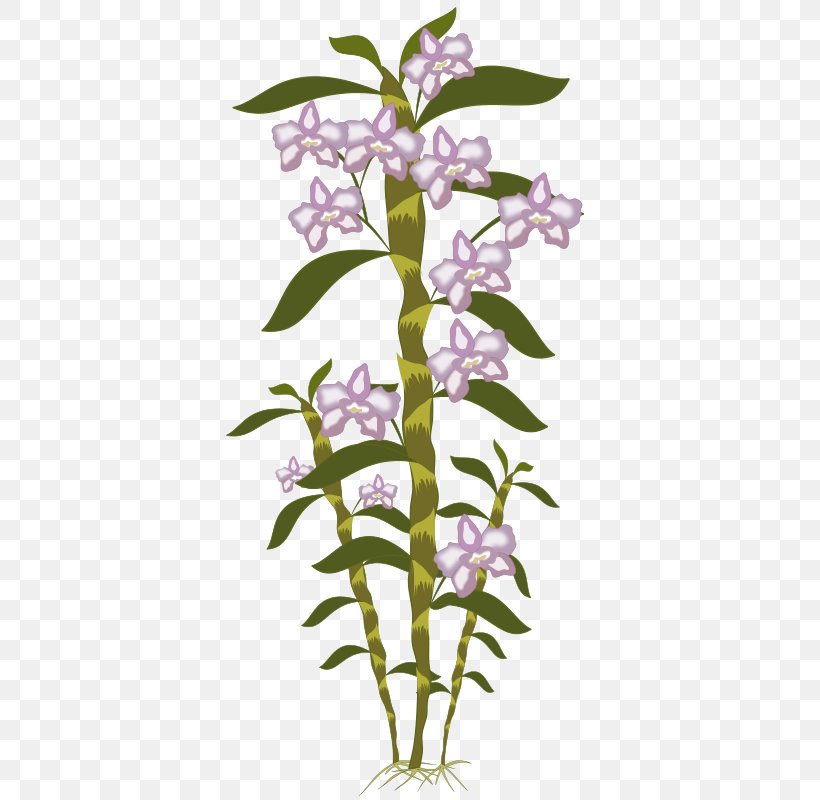 Orchids Botany Clip Art, PNG, 800x800px, Orchids, Botany, Branch, Cut Flowers, Dendrobium Download Free