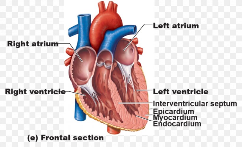 Anatomy Of The Heart Great Vessels Human Body, PNG, 900x546px, Watercolor, Cartoon, Flower, Frame, Heart Download Free