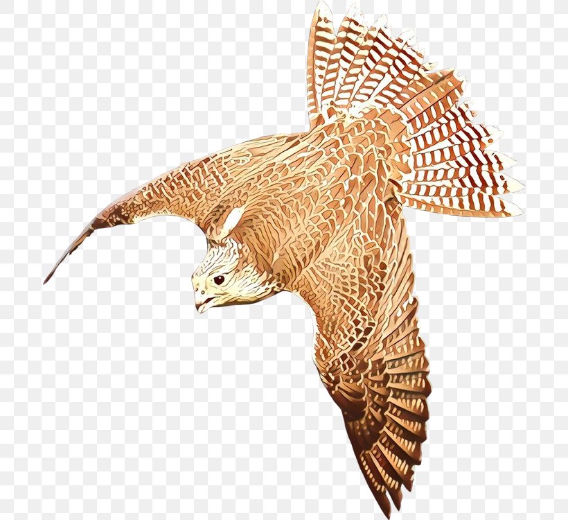 Bird Beak Falcon Eagle Clip Art, PNG, 696x750px, Bird, Accipitriformes, Bald Eagle, Beak, Bird Of Prey Download Free