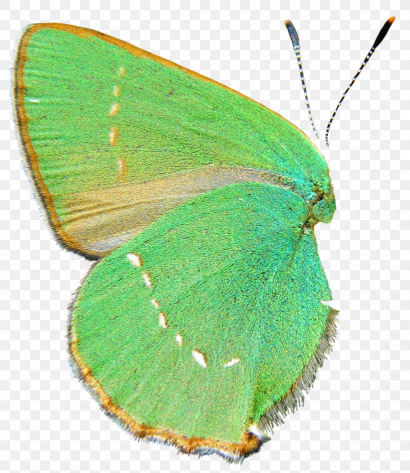 Colias Butterfly Insect Wing Clip Art, PNG, 900x1038px, Colias, Arthropod, Brush Footed Butterfly, Butterfly, Dragonfly Download Free