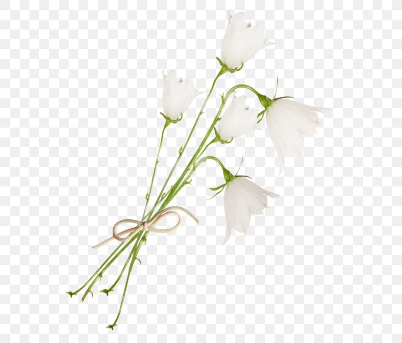 Floral Design Bellflowers Cut Flowers White, PNG, 584x699px, Floral Design, Bell, Bellflowers, Branch, Color Download Free