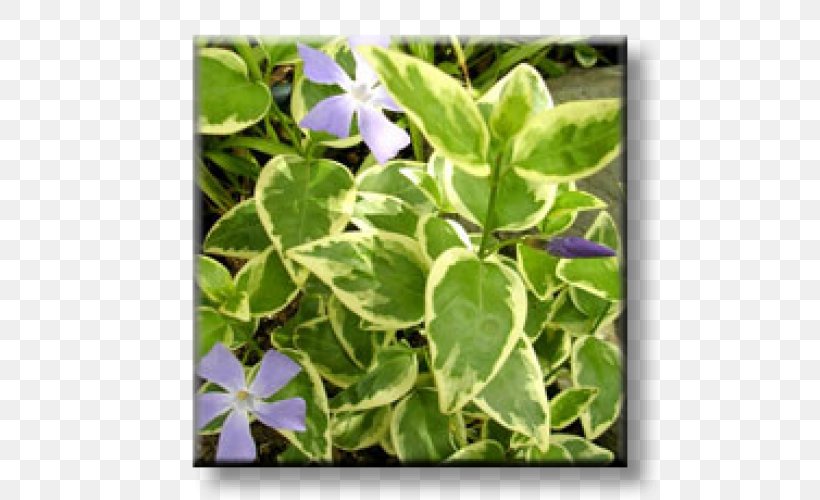 Greater Periwinkle Myrtle Groundcover Evergreen Chameleon Plant, PNG, 500x500px, Greater Periwinkle, Chameleon Plant, Evergreen, Flora, Flower Download Free