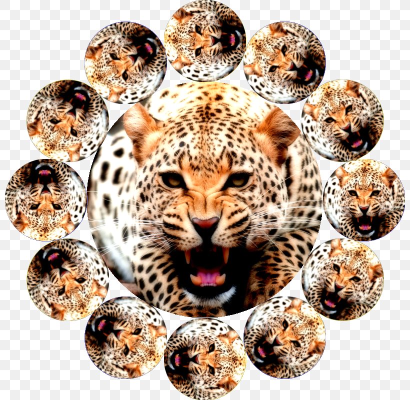 Leopard Jaguar Cheetah Color, PNG, 800x800px, Leopard, Big Cats, Carnivoran, Cat Like Mammal, Cheetah Download Free