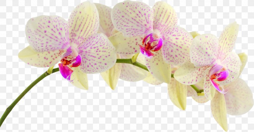 Orchids Flower Desktop Wallpaper, PNG, 1600x834px, 4k Resolution, Orchids, Cattleya, Cut Flowers, Display Resolution Download Free