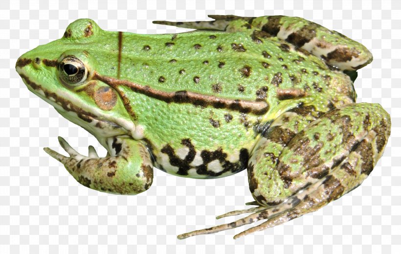 American Bullfrog Toad Terrestrial Animal Tree Frog, PNG, 2943x1866px, Frog, American Bullfrog, Amphibian, Bullfrog, Fauna Download Free