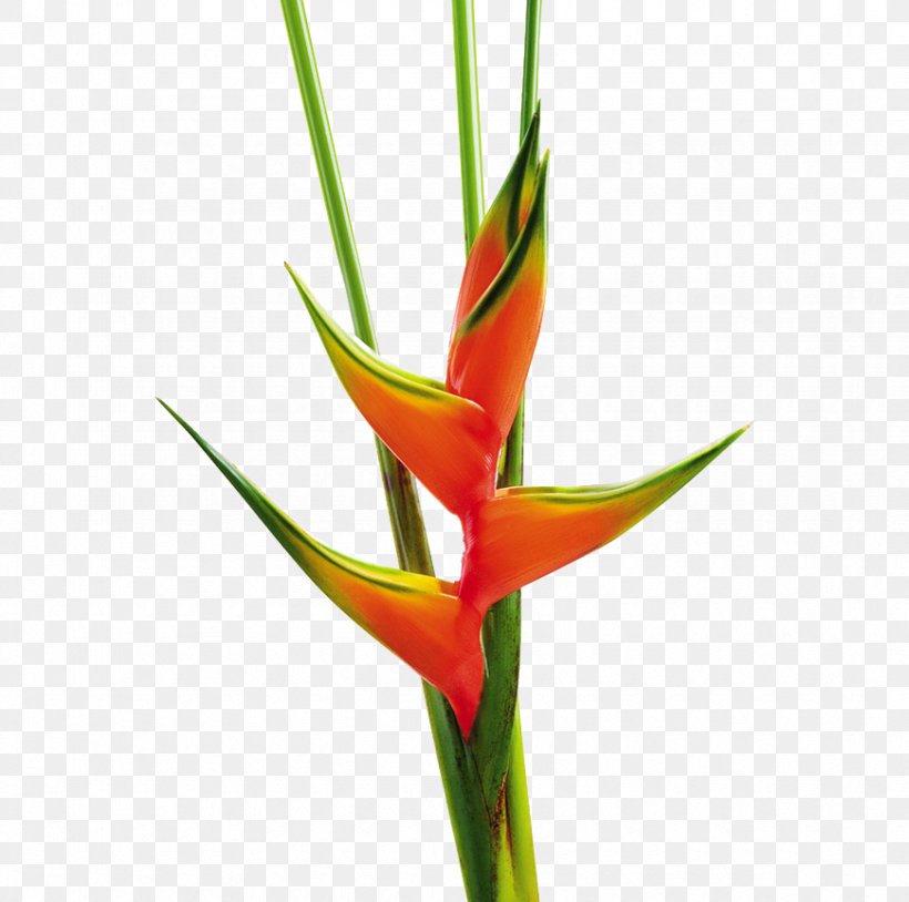 Flower Heliconia Bihai Heliconia Chartacea Plant Stem, PNG, 870x864px, Flower, Bird Of Paradise Flower, Cut Flowers, Flowering Plant, Heliconia Download Free