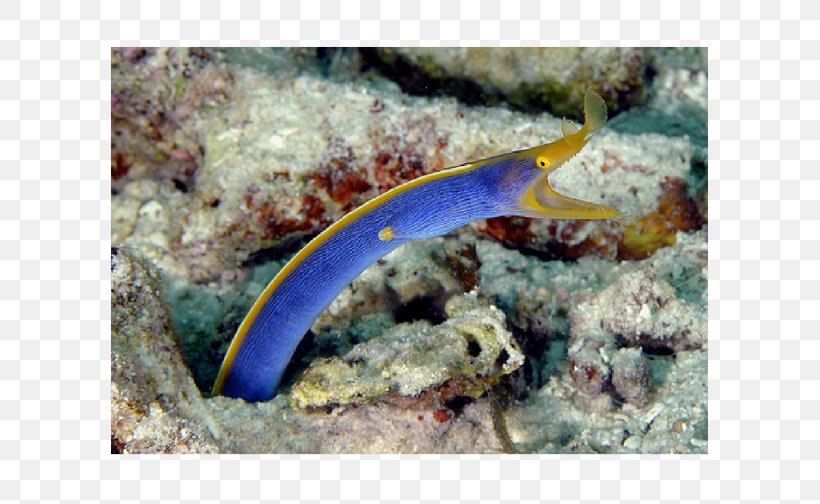 Leopard Moray Eel Ribbon Eel Reef Aquarium, PNG, 600x504px, Eel, Animal, Aquarium, Aquariums, Fish Download Free