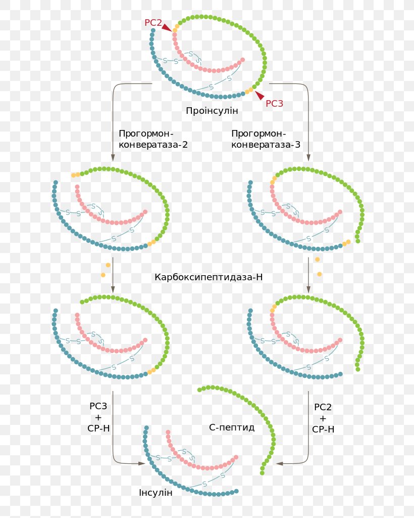 Preproinsulin Amino Acid Glucose, PNG, 688x1024px, Insulin, Amino Acid, Area, Diagram, Glucose Download Free