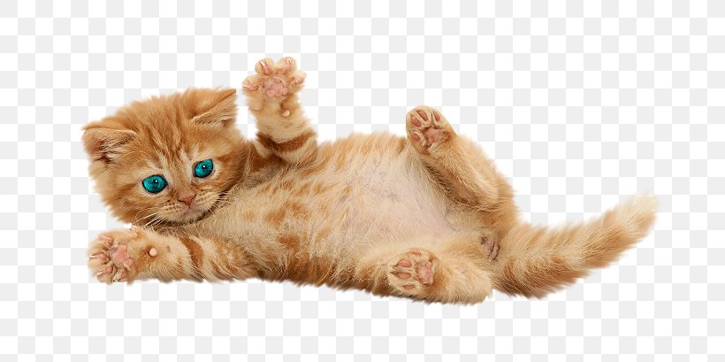 British Shorthair Kitten Siamese Cat Tonkinese Cat Persian Cat, PNG, 750x409px, British Shorthair, American Curl, Burmese Cat, Carnivoran, Cat Download Free