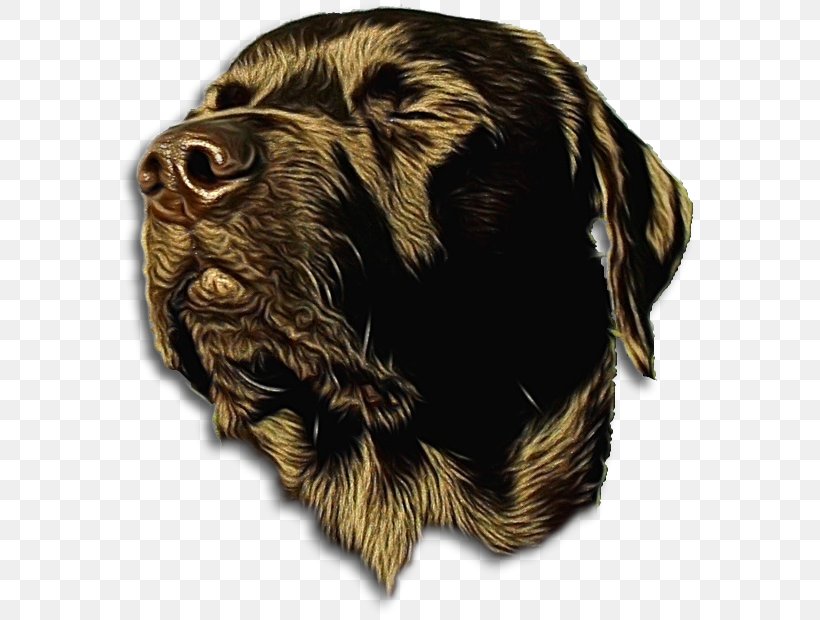 Dog Cartoon, PNG, 603x620px, Boykin Spaniel, Blue Picardy Spaniel, Breed, Cocker Spaniel, Crossbreed Download Free