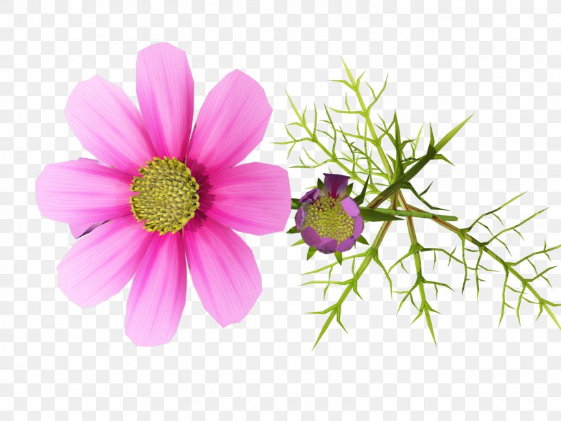 Flower Photography Clip Art, PNG, 1600x1200px, Flower, Annual Plant, Aster, Chrysanths, Computer Graphics Download Free