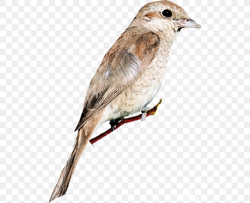 House Sparrow Bird Common Nightingale American Sparrows, PNG, 500x667px, House Sparrow, American Sparrows, Beak, Bird, Brambling Download Free