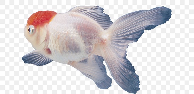 Ornamental Fish Tropical Fish Aquarium Fishkeeping, PNG, 635x397px, Fish, Angelfish, Aquarium, Bony Fish, Fin Download Free
