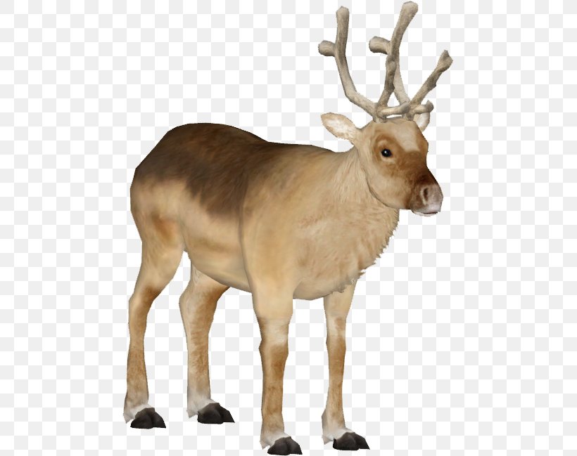 White-tailed Deer Elk Peary Caribou Antler, PNG, 649x649px, Deer, Animal, Antler, Barbary Stag, Elk Download Free