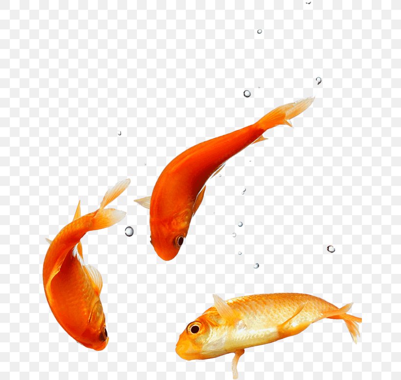 Desktop Wallpaper Goldfish Puppy High-definition Video, PNG, 661x777px, Goldfish, Bony Fish, Cuteness, Display Resolution, Fauna Download Free