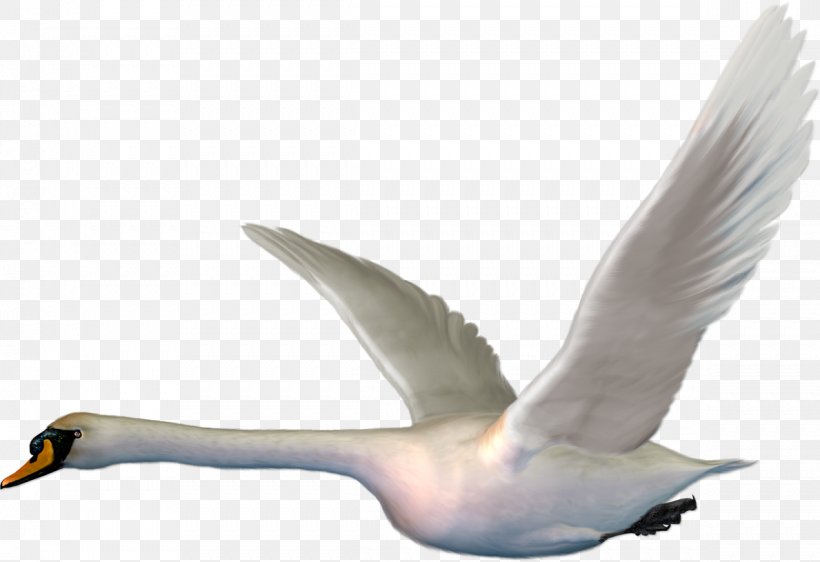Goose Bird Mute Swan Duck, PNG, 1189x815px, Goose, Beak, Bird, Cygnini, Duck Download Free