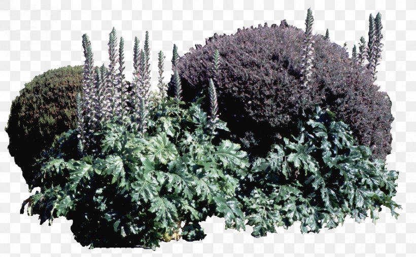 Shrub Holly Tree Landscape, PNG, 890x551px, Shrub, Daisy Bush, Designer, Evergreen, Herb Download Free