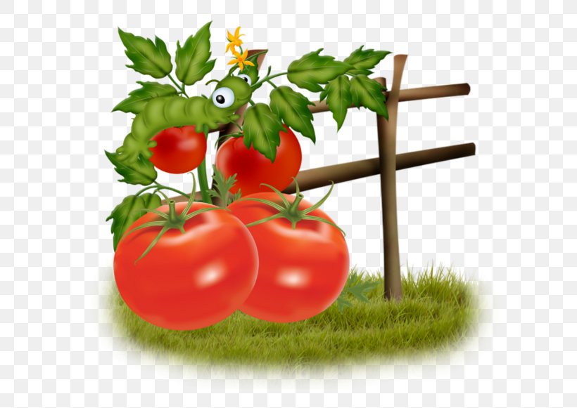 Bush Tomato Food Vegetable, PNG, 600x581px, Tomato, Bush Tomato, Cherry, Designer, Diet Food Download Free
