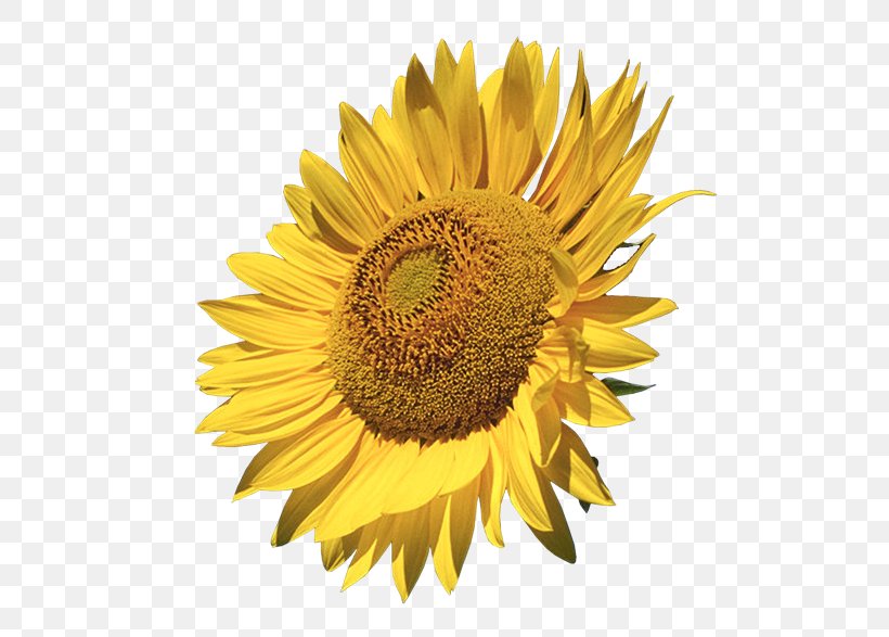 Common Sunflower Clip Art, PNG, 515x587px, Public Domain, Daisy Family, Flower, Flowering Plant, Google Images Download Free