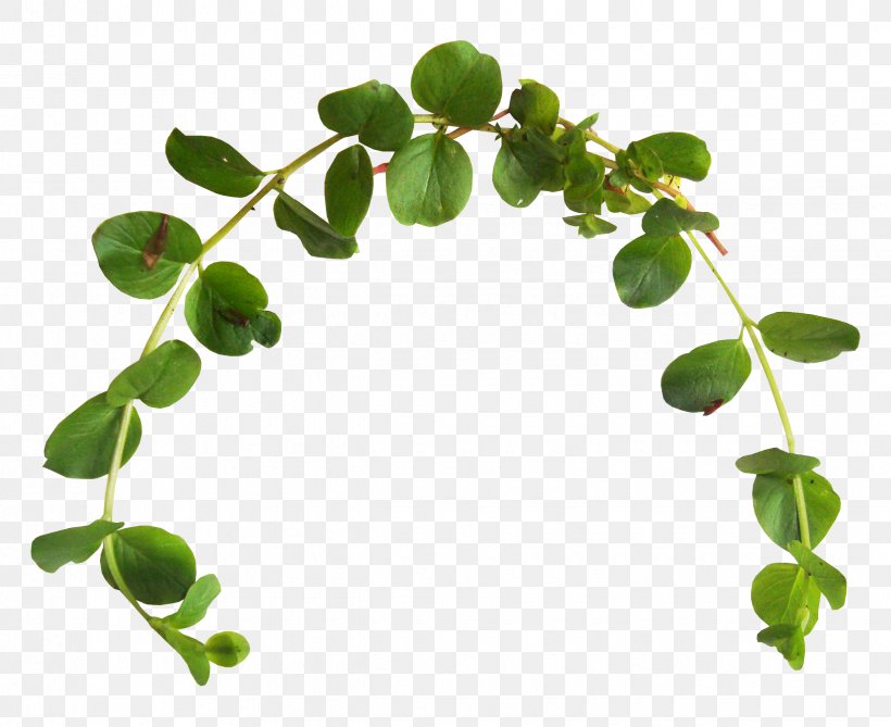 Leaf Branch Green Clip Art, PNG, 2450x2000px, Leaf, Branch, Color, Crown, Green Download Free