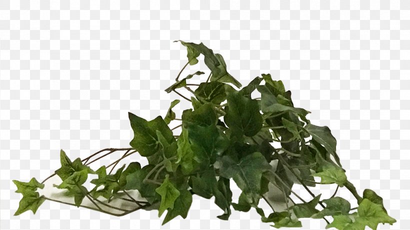Leaf Vegetable Herb Tree, PNG, 992x558px, Leaf, Grass, Herb, Ivy, Leaf Vegetable Download Free