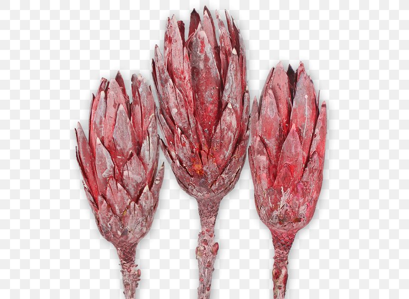 Sugarbushes Protea Repens Trockenblume Stipe Nature, PNG, 600x600px, Sugarbushes, Animal Source Foods, Felt, Food, Nature Download Free