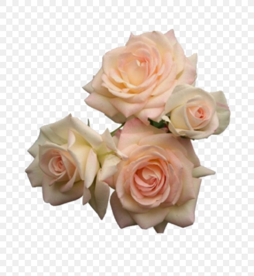 Blue Rose Pink Flowers, PNG, 1024x1115px, Rose, Aesthetics, Art, Artificial Flower, Beige Download Free