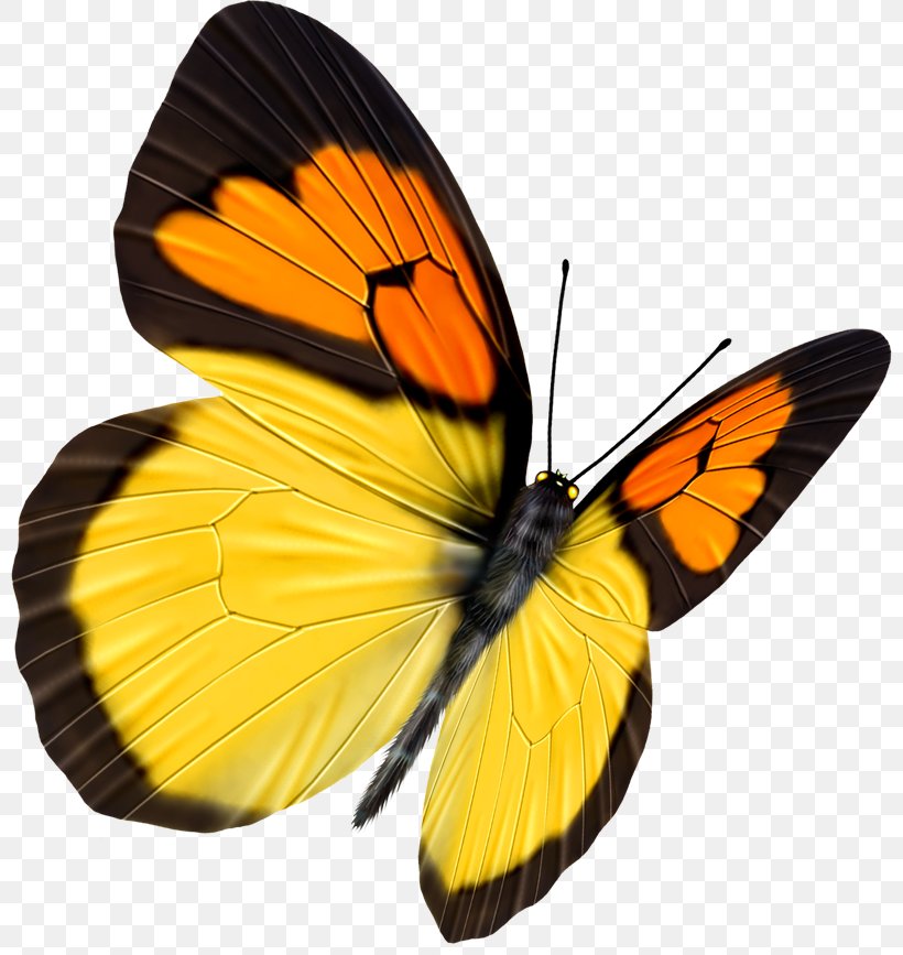Butterfly Transparency And Translucency, PNG, 800x867px, Butterfly, Arthropod, Black, Brush Footed Butterfly, Colias Download Free