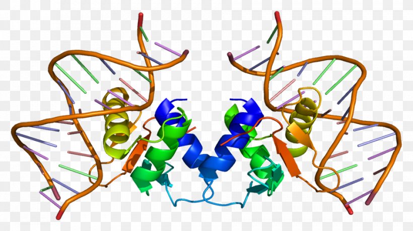 ELK1 Serum Response Factor Protein Transcription Factor Gene, PNG, 943x527px, Watercolor, Cartoon, Flower, Frame, Heart Download Free