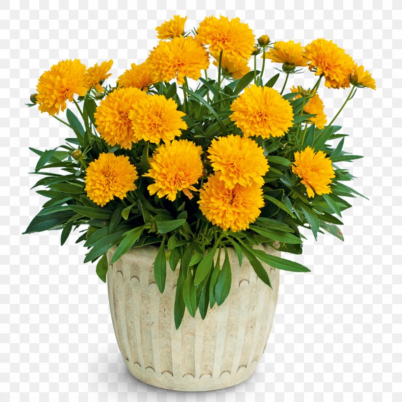 Large-flowered Tickseed Perennial Plant Plains Coreopsis Sphere, PNG, 1000x1000px, Flower, Annual Plant, Blossom, Calendula, Chrysanths Download Free